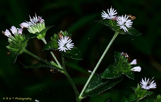 {Elephantopus carolinianus}